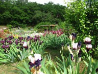 /album/galerie-de-photos-floraisons/jardin-comp-03-jpg/